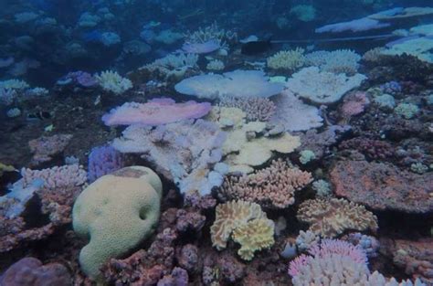 coral closing times|Time is running out for coral reefs: new report .